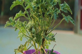 驅(qū)蚊草掉葉子是怎么回事，生長期和盛花期要定期追施肥液