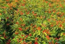 朝天椒高產(chǎn)品種有哪些，大概為65-80萬元左右