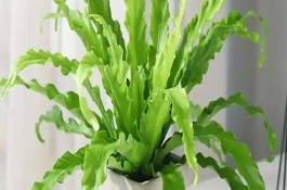 鳥巢蕨的生長習(xí)性，有灣鳥巢蕨、羽葉鳥巢蕨等