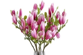 玉蘭花為什么先開花后長(zhǎng)葉，水培前需先進(jìn)行脫盆處理