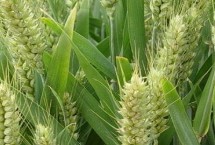 徐麥919小麥栽培技術(shù)要點，適宜播種期10月上中旬