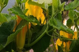 南瓜開花結(jié)果期怎么管理，開花之后1-2個月就會成熟
