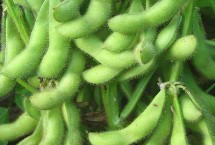 淮鮮豆11大豆栽培技術(shù)要點，中早熟鮮食春大豆品種