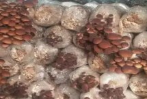茶樹(shù)菇什么時(shí)候收獲，接種時(shí)要確保環(huán)境無(wú)菌
