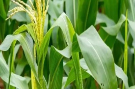 雙惠87玉米栽培技術要點，中抗莖腐病