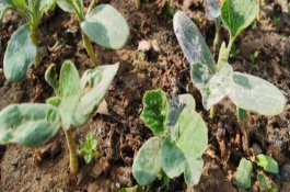 葫蘆苗幾月份種植，3-4月份種植為佳