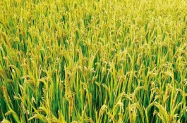 7優(yōu)370水稻栽培技術(shù)要點(diǎn)，全生育期134.5天