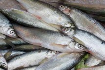 形態(tài)特征，屬淡水魚類