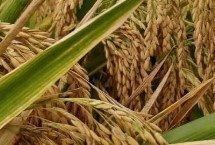 星兩優(yōu)華占水稻栽培技術(shù)要點，全生育期155.7天