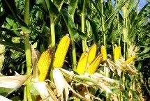 白超甜2號玉米栽培技術(shù)要點，白超甜2號玉米品種簡介