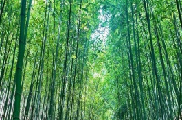 竹子的風水禁忌，象征著自強不息精神的人
