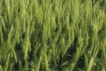 紅麥品種，包括楊麥25、農(nóng)麥88、寧麥22等種類