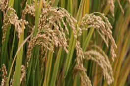 樂優(yōu)5號水稻栽培技術要點，綜合防治病蟲害