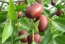 油棗的產(chǎn)地，產(chǎn)地為忻州保德