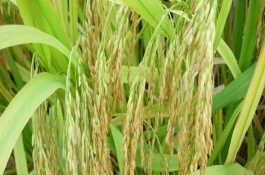 秀水05水稻栽培技術(shù)要點(diǎn)，秀水05水稻種子簡(jiǎn)介