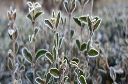 植物防凍劑怎么挑選，晚秋、初冬、春季倒春寒這幾個時期最合適