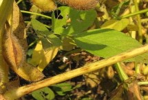 吉育209大豆栽培技術(shù)要點(diǎn)，北方春大豆中早熟高油型品種