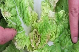 蔬菜缺鈣的表現(xiàn)，不宜一次用肥過多