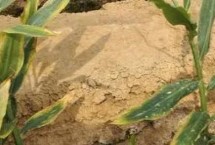 如何預(yù)防農(nóng)作物肥害，包括脫水型肥害、熏傷型肥害、燒種型肥害等類(lèi)型