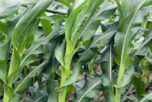豐墾159玉米栽培技術(shù)要點(diǎn)，中抗莖腐病