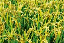 臻兩優(yōu)5688水稻栽培技術要點，每畝插足基本苗6萬以上
