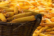 誠(chéng)玉519玉米栽培技術(shù)要點(diǎn)，中抗穗腐病