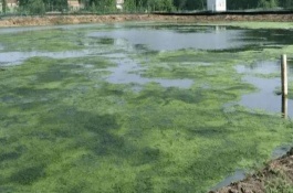 魚池藍藻怎么處理，可能是PH值和溫度不適合等