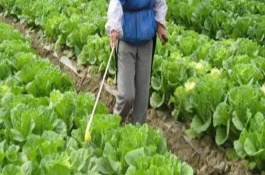 對(duì)蔬菜噴施樂果要過多久才能吃，至少要等待7天左右