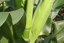 海平605玉米栽培技術(shù)要點(diǎn)，大喇叭口期防治玉米螟