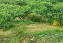 黃桃種植幾年掛果，根據(jù)氣候環(huán)境來選擇合適的品種