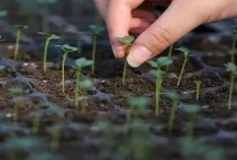 茄果類蔬菜秋冬季節(jié)育苗禁忌，播種后要注意通風(fēng)遮陽