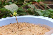 桂花分公母嗎，通常采用播種繁殖、嫁接繁殖、扦插繁殖、壓條繁殖