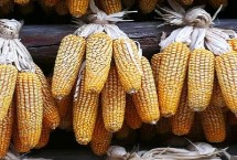 譽(yù)成8玉米栽培技術(shù)要點(diǎn)，確定最佳的播種期