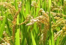 樂(lè)嘉優(yōu)290水稻栽培技術(shù)要點(diǎn)，全生育期138.6天