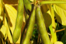 合農(nóng)60大豆栽培技術(shù)要點(diǎn)，達(dá)到良好播種狀態(tài)