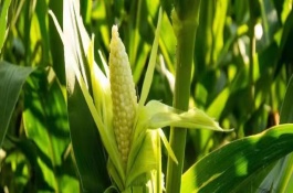 文豐9號(hào)玉米品種介紹，平均生育期116天