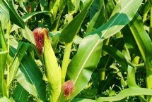 德單188玉米栽培技術(shù)要點(diǎn)，高抗莖腐病