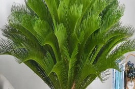 鐵樹(shù)怎么分株繁殖，低于0℃時(shí)需要搬進(jìn)室內(nèi)