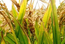 河豐稻445水稻栽培技術(shù)要點(diǎn)，秈型常規(guī)水稻品種
