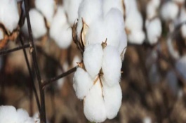 蘇棉30棉花栽培技術(shù)要點(diǎn)，生育期105天