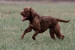 比特犬看家怎么樣，咬合力不同