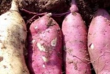 種植紫薯怎么施肥，將種薯排放在苗床上、再覆土施肥并做好管理