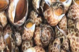黃螺如何清洗處理，主要產(chǎn)自于東南沿海