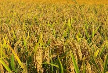 龍慶稻38號水稻栽培技術(shù)要點，普通粳稻品種