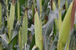 金穗36玉米栽培技術(shù)要點(diǎn)，畝植密度3000株左右