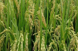 安粳319水稻栽培技術(shù)要點(diǎn)，每畝6-0萬穴