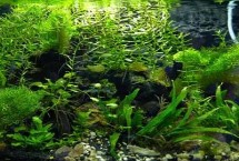 魚(yú)缸使用土霉素的劑量，根據(jù)用途調(diào)整
