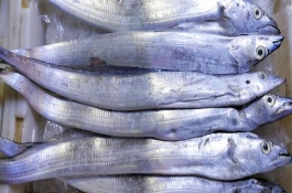 熱帶魚的適宜水溫，養(yǎng)殖的帶魚愛吃動物飼料