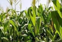 迪甜糯358玉米栽培技術(shù)要點(diǎn)，春播以3月上中旬播種育苗為宜