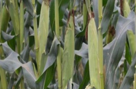 CF88玉米栽培技術(shù)要點(diǎn)，CF88玉米品種簡(jiǎn)介